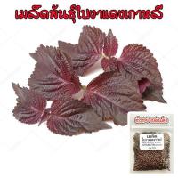ราคา ใบงาแดงเกาหลี ชิโสะ โอบะ แดง เมล็ดพันธุ์ Shiso Red Perilla 40 100 เมล็ด ซื้อ 10 แถม 1 คละได้ (20767557739)