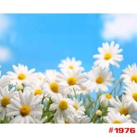 ราคา พร้อมส่ง รหัสชุด2 รูปวาด ภาพวาด ภาพวิว HOME DIY ภาพวาด ระบายสี ภาพวาดสีน้ำมัน ภาพระบายสีตามตัวเลข ขึงเฟรมไม้ Nextone (19976814195)