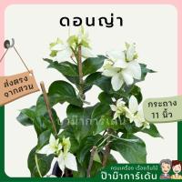 ราคา ดอนญ่า ไม้แต่งสวนสวย ดอกใหญ่ ดอกทนทาน ไม้แดด มาในกระถาง พร้อมตั้ง (17297794982)