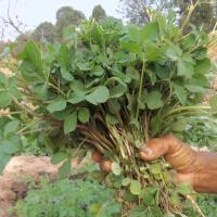 ราคา ผักเสี้ยน ถูกที่สุด10 บ เมล็ดผักเสี้ยน100 เมล็ด ปลูกง่าย โตไว ช่วยบำรุงเลือดลม (19104491081)