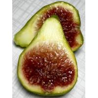 ราคา 10 เมล็ด เมล็ดมะเดื่อฝรั่ง Figs สายพันธุ์ Bayer Violeta ของแท้ 100 มะเดื่อฝรั่ง หรือ ลูกฟิก Fig อัตราการงอก 70 80 Figs seed (9079329297)