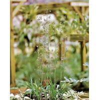 ราคา ว่านช้างผสมโขลง ตัวเมีย ต่อ 1 หัว เรียกเสน่ห์จากเพศตรงข้าม ว่านช้างผสมโขลง ใช้ติดตัวเป็นเสน่ห์เมตตามหานิยม มีชัยชนะ ทำมาค้าขายได้ลาภผลสมดังปรารถนา (20987393144)