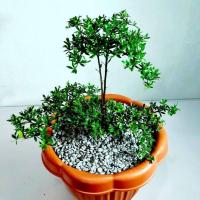 ราคา 20 เมล็ด เมล็ดหูกระจง หูกระจง Terminalia ivorensis ต้นหูกระจง แผ่บารมี หูกระจงแคระ ของแท้ 100 เปอร์เซ็นต์การงอก 70 80 (9078425231)