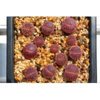 ราคา 15 เมล็ด ไลทอป กระบองเพชร ไม้อวบน้ำ กุหลาบหิน แคคตัส Living Stones Lithops Castus สายพันธุ์ aucampiae Rudesheim Ruby (19905389232)