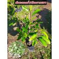 ราคา ต้นมะกอกน้ำ หรือต้นหมากแซว กิ่งตอน สูง60 80ซม มีรสเปรี้ยวอมฝาดเล็กน้อย นำมาแช่อิ่ม ดองเกลือ อร่อยมาก (17431193747)