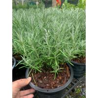 ราคา ต้น คูลลิ่ง หรือ โรสแมรี่ขาว กระถาง 6 นิ้ว คูลลิ่ง โรสแมรี่ขาว จะมีความเป็นพิเศษในตัว ใบจะส่งกลิ่นหอมแรงมากคล้ายกลิ่นหอมของต้น โรสแมรี่ ที่ฝรั่งนิยมใช้ใบไปประกอบอาหารดับกลิ่นคาวชวนให้น่ารับประทาน (156