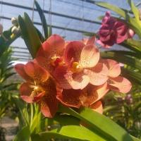 ราคา แวนด้า บางขุนเทียน กล้วยไม้ กล้วยไม้สวยๆ ต้นสูง 1 ฟุต กล้วยไม้ติดดอก กล้วยไม้แวนด้า กล้วยไม้สวยๆ กล้วยไม้ถูกๆ Taeng Suan (11860720547)