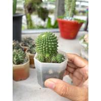 ราคา 3 ต้น 100 แคคตัส ยิมโน แม่ลูกดก (20654348929)