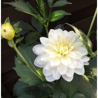 ราคา 1 หน่อ รักเร่ Dahlia Bulbs สายพันธุ์ White Onesta หัวรักเร่ ดอกไม้ หัวหน่อ เหง้า นำเข้า เนเธอร์แลน หัวสดใหม่ (9107880400)