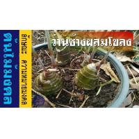 ราคา 1 หัวว่าน ว่านช้างผสมโขลง ขุนแผนยังพกว่านพญาเทครัวหรือช้างผสมโขลงซึ่งมีความเชื่อว่ามี คุณวิเศษทางเมตตา อย่างอุกฤษฏ์ (21014205848)