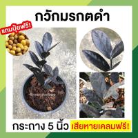 ราคา กวักมรกตดำ แถมปุ๋ยฟรี รับประกันเสียหายเคลมฟรี กวักมรกตใบดำ ต้นไม้ฟอกอากาศ ต้นไม้มงคล เสริมโชคลาภ ต้นไม้ประดับบ้าน (12238906286)