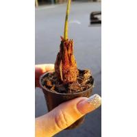 ราคา 3 ต้นปรงแก้วแคระ Cycas siamensis ต้นไม้จิ๋ว จัดส่งพร้อมกระถาง 3 นิ้ว ลำต้นพร้อมใบสูง 20 25ซม หัวปรงขนาด 10 12 ซม มีใบแล้ว จัดส่งสินค้าตามรูป (9126257351)