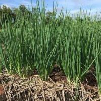 ราคา เมล็ดหอมแบ่ง (10652099503)