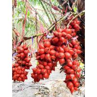 ราคา สละสุมาลี สดจากสวน จันทบุรี (20192458942)