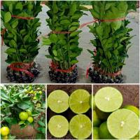 ราคา กิ่งตอนมะนาวแป้นสุขประเสริฐพันแท้ ลูกดก เปลือกบาง น้ำเยอะ เมล็ดน้อย ทนโรคดี (19997222605)