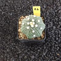 ราคา Astrophytum แคคตัส กระบองเพชร AA03 (17807235366)