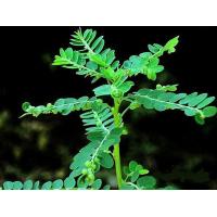 ราคา ขายส่ง 200 กรัม สมุนไพรหญ้าใต้ใบ Phyllanthus urinaria Linn หน่วยใต้ใบ ลูกใต้ใบ สมุนไพร ออร์แกนิค ชื่ออื่นว่า ต้นใต้ใบ หญ้าลูกใต้ใบ ไฟเดือนห้า (6746774187)