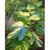 ราคา 10 เมล็ด เมล็ดมะเดื่อฝรั่ง Figs สายพันธุ์ Tiger Panache ของแท้ 100 มะเดื่อฝรั่ง หรือ ลูกฟิก Fig อัตรางอก 70 80 Figs seeds มีคู่มือวิธีปลูก (9079540468)