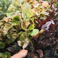 ราคา หูปลาช่อน ต้นหูปลาช่อน หูปลาช่อนสีแดง สวนเขาหมาก ถุง 3 นิ้ว สูง 15 ซม (21092567941)