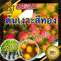 ราคา ต้นเงาะสีทอง รสชาติหวานหอม ต้นพันธุ์ติดตาสูง 30 40 ซม รับประกันพันธุ์แท้ 100 1ต้น แพค (16152988717)