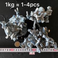 ราคา ขายส่งปะการังและหอยเชลล์ธรรมชาติ 1kg เหมาะสำหรับตกแต่งบ้าน ตกแต่งตู้ปลา งานฝีมือจากเปลือกหอย DIY Wholesale coral scallop shell (21184125677)