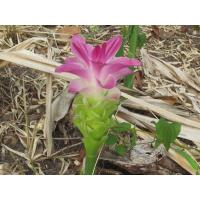 ราคา ว่านมหากำลัง 2เหง้า สรรพคุณของว่านเด่นจัดจ้าน (8008041627)