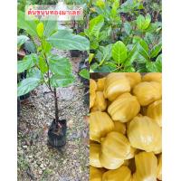 ราคา ต้นขนุนทองมาเลย์แบบทาบกิ่ง (19555120357)