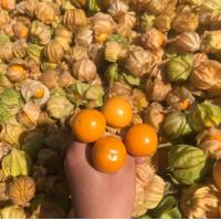 ราคา โทงเทงฝรั่ง เคพกูสเบอร์รี่ 1Kg ส่งฟรี วิตามินสูง Cape gooseberry Seed สดๆจากสวนเชียงใหม่ (11065188646)