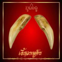 ราคา เขี้ยว เขี้ยวหมูตัน ปลายแหลม ยาว 6 ซม หากินเก่งหากินคล่อง (17452365877)