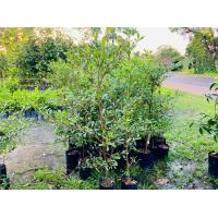 ราคา ต้นหูกระจง แผ่บารมี 80 100ซม ต้นใหญ่ แข็งแรง (21195806641)