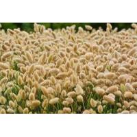 ราคา เมล็ดพันธุ์ หญ้าหางกระต่าย Lagurus ovatus bunnys tail 100 เมล็ด เมล็ดพันธุ์นำเข้า (7864128500)