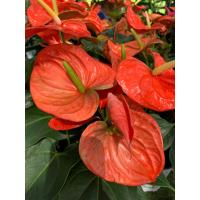 ราคา ต้นดอกหน้าวัว สีส้ม ต้นหน้าวัว สีส้ม ดอกหน้าวัว Anthurium ต้นสูง 30 35 ซม ในกระถาง 8 นิ้ว เศรษฐีเงินหนา หน้าวัวใบ ราชาแห่งไม้ประดับ ว่านมงคล ว่านไทย ปลูกแล้วดี เศรษฐีนิยม ต้นไม้มงคลเรียกทรัพย์ คนทำธุร