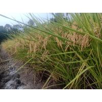 ราคา เมล็ดพันธุ์ข้าวญี่ปุ่นโคชิฮิคาริ หรือข้าวจากแดนสวรรค์ คัดเมล็ดพันธุ์บริสุทธิ์ จำนวน 100 เมล็ด (6723482952)