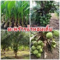 ราคา ต้นมะพร้าวน้ำหอมต้นเตี้ย หอมหวานชื่นใจ ดับกระหาย คลายร้อน ต้นพันธุ์สูง 40 50 ซม แข็งแรงพร้อมปลูก รับประกันพันธุ์แท้ 100 (5033460810)