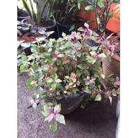 ราคา ต้น แดงชาลี มณีล้อมเพชร หรือ ต้นเพชรพลอยกระถาง5นิ้ว 89 บาท (9608574534)