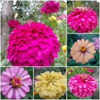 ราคา ดอกบานชื่นดอกซ้อนหลากสี ขายเมล็ดพันธุ์ 1000 เมล็ด (14126290867)