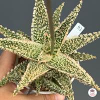 ราคา Aloe Hybrid seedlings อโลไฮบริด ไม้เมล็ด 100บาท ทุกต้น ไม้อวบน้ำ กุหลาบหิน cactus succulentหลากหลายสายพันธุ์ (12844658594)
