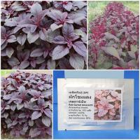 ราคา เมล็ดพันธุ์ ผักโขมแดง Red Garnet Amaranth Seed 500 เมล็ด คุณภาพดี ราคาถูก ของแท้ (7187948368)
