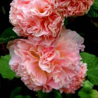 ราคา 40 เมล็ด เมล็ดดอกไม้ ฮอลลี่ฮ็อค ฉัตรทอง Hollyhock Seeds สายพันธุ์ Double Salmon Pink (21276722125)