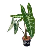 ราคา ว่าพญาจงอาง ต้นใหญ่ ใบใหญ่มาก กระถาง 8 นิ้ว (20714929247)