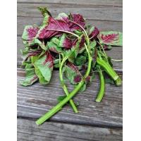 ราคา ผักโขมใบกระ ผักโขมใจแดง ผักโขมเขียวใจแดง ตัวเลือกสูงสุด 10000 เมล็ด 10 แถม 1 คละได้ (13154611118)