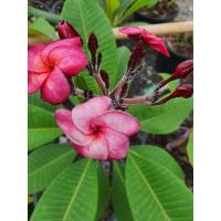 ราคา ต้นลีลาวดีแคระ สูงเต็มที่1 5เมตร จัดส่งพร้อมกระถาง 10 นิ้ว สังวาลย์ทับทิมลีลาวดีที่เป็นลูกไม้ใหม่มาแรง กลีบดอกเป็นสีชมพูออกเป็น บานเย็น ฟอร์มดอกกลมมีขนาดดอกใหญ่ ช่อดอกดกพอสมควร (8500327473)