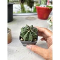 ราคา 3 ต้น 100 แคคตัส ยิมโน แม่ลูกดก (20654348918)