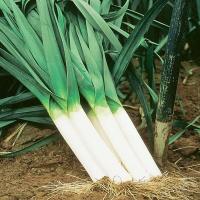 ราคา กระเทียมต้น หอมแบ่ง หอมญี่ปุ่น ถูกที่สุด 10บ เมล็ดพันธุ์กระเทียมต้น 50 เมล็ด งอกง่าย โตไว ต้นสูงใหญ่ ทานอร่อย (19104391710)