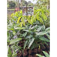 ราคา มะม่วงเพชรบ้านลาด ต้นพันธุ์เสียบยอด มะม่วงสายพันธุ์นี้เป็น มะม่วงโบราณหายาก (19701053935)