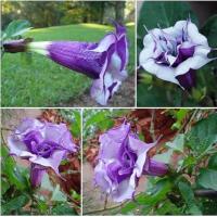 ราคา ต้นดอกลำโพงกาสลัก Datura fastuosa ดอกสีม่วง ดอกลำโพง จัดส่งพร้อมกระถาง 8 นิ้ว (8293433374)