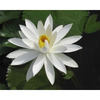 ราคา เมล็ดบัว Lotus 100 เมล็ด ดอกสีขาว ดอกเล็ก พันธุ์แคระ จิ๋ว เมล็ดพันธุ์บัวดอกบัว ปลูกบัว เม็ดบัว สวนบัว บัวอ่าง Lotus Waterlily seeds (8233103382)