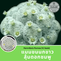 ราคา แมม ขนนกขาว ลุ้นดอกชมพู 10 เมล็ด mammillaria plumosa (4114528354)