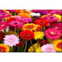 ราคา ขายส่ง 100 เมล็ด เมล็ดเยอบีร่า คละสี ดอกไม้ ดอกเยอบีร่า Gerbera ต้นเยอบีร่า ไม้ดอก ไม้ประดับ เยอบีร่ากระถาง ของแท้ 100 ไม้จัดสวน พืชเศรษฐกิจ (351827954)
