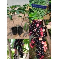 ราคา ต้นชํามะเรียงขนาดสูง 30 50cm สรรพคุณใช้เป็นยาแก้เสียท้องเสียเด็ก ทำน้ำผลไม้ได้ (13716553629)